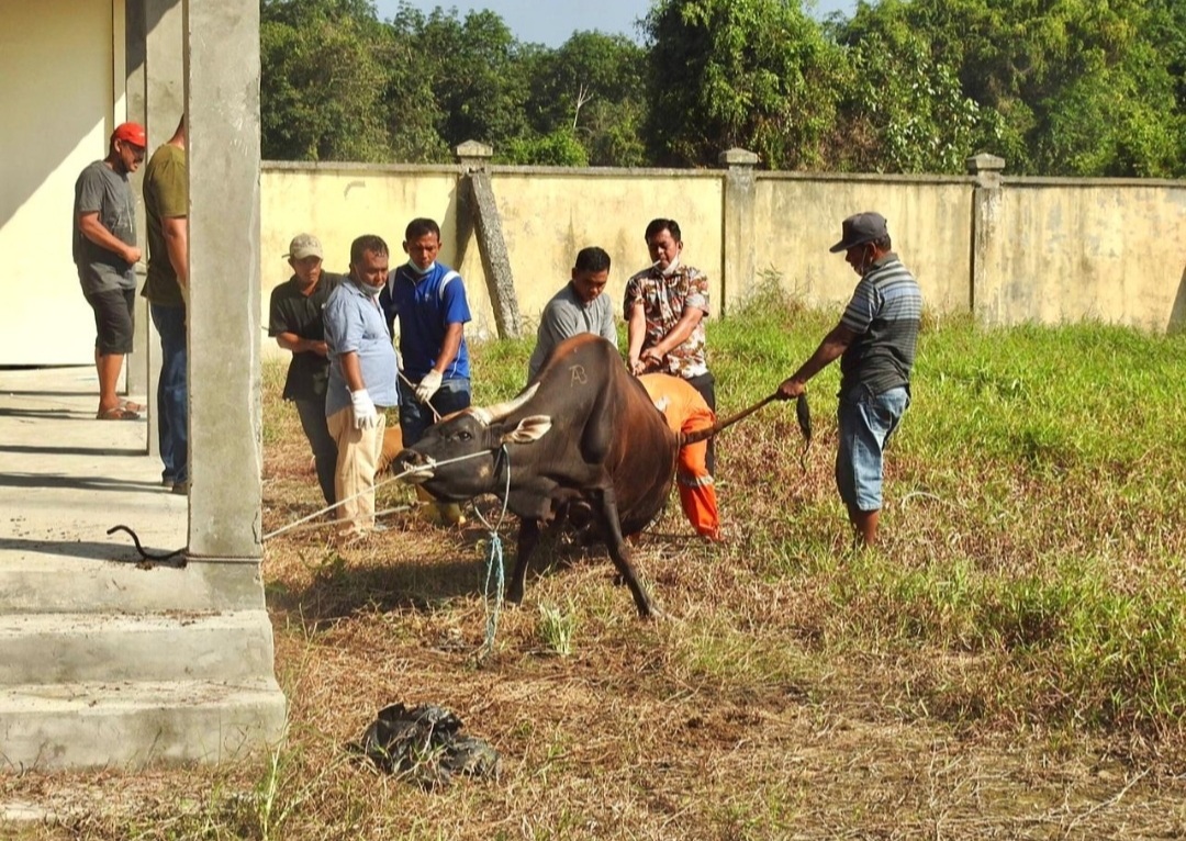 Peringatan Idul Adha Dinas Pendidikan Kabupaten Bengkalis Kurban Ekor