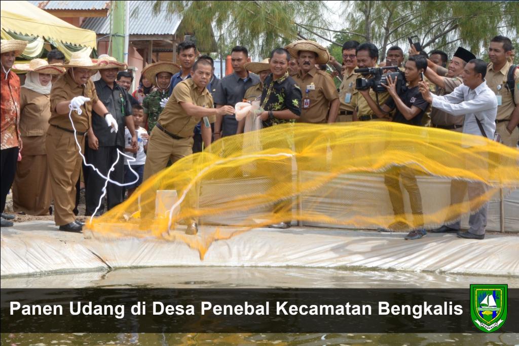 Panen Udang di Desa Penebal Kecamatan Bengkalis